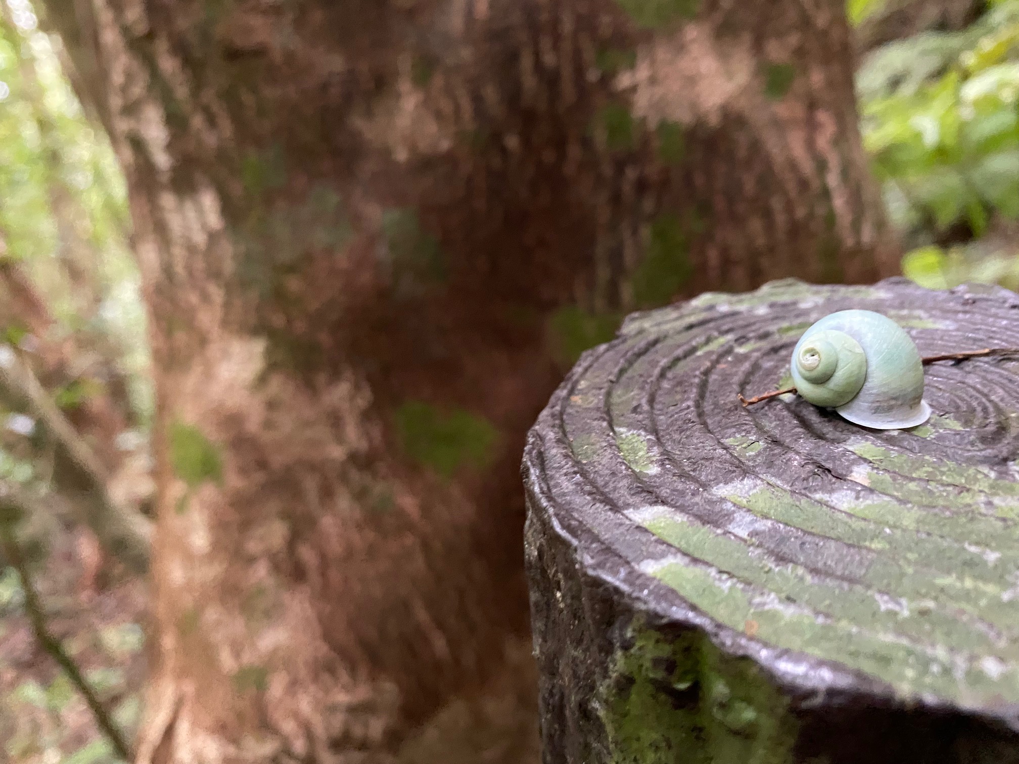 青いかたつむり | 沖縄宝島つうしん
