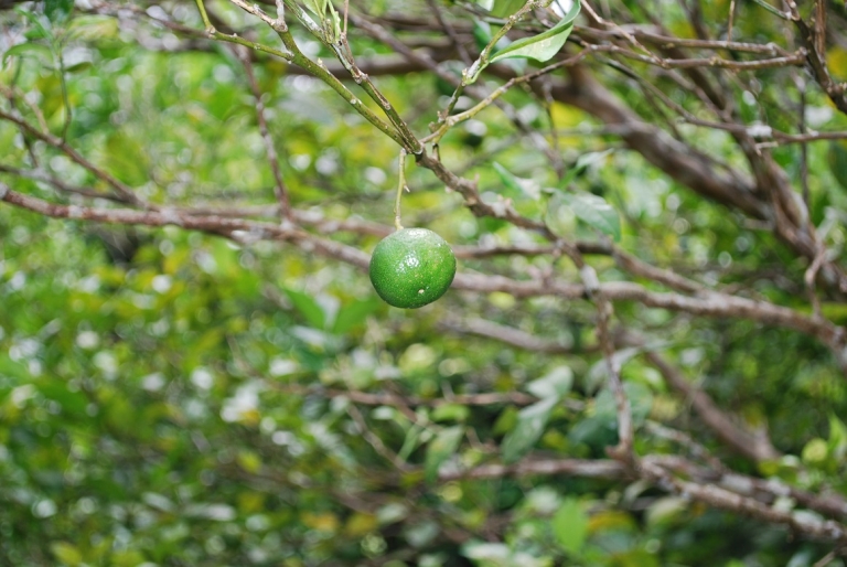 シークヮーサーを収穫