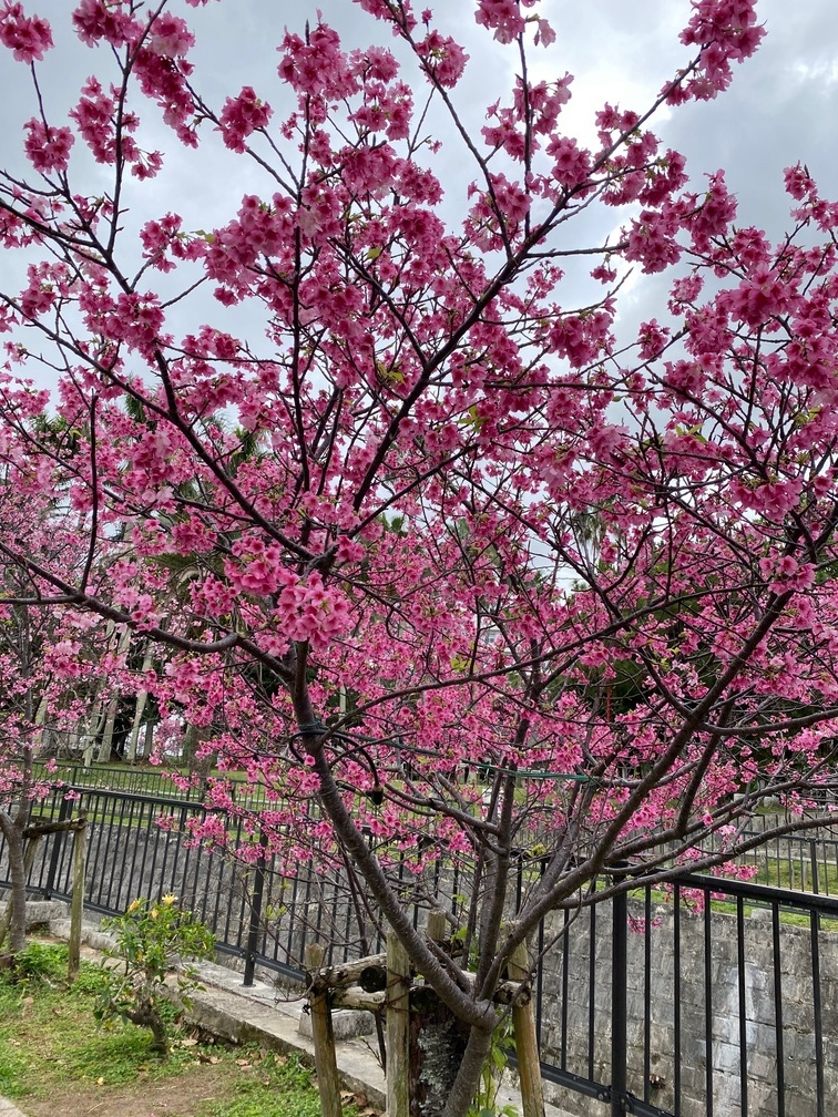 沖縄の「桜の標本木」のこと | 沖縄宝島つうしん 桜 標本